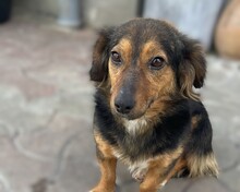 LIESEL, Hund, Mischlingshund in Ottersheim