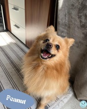 PEANUT, Hund, Kleinspitz in Ungarn