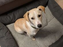 DINA, Hund, Mischlingshund in Velbert