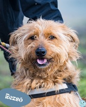 REZSO, Hund, Terrier Mischling in Ungarn
