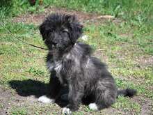 SWEETMAYA, Hund, Mischlingshund in Ungarn