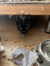 BAGIRA, Katze, Europäisch Kurzhaar Mix in Bulgarien