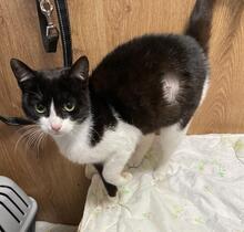 NANA, Katze, Europäisch Kurzhaar Mix in Bulgarien