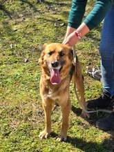 CHRISTY, Hund, Mischlingshund in Bulgarien