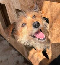 DAISY, Hund, Mischlingshund in Rumänien