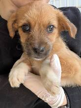 DINA, Hund, Mischlingshund in Rumänien