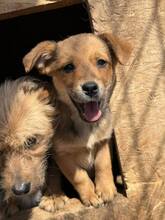 DARIA, Hund, Mischlingshund in Rumänien