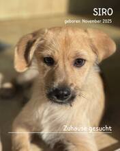 SIRO, Hund, Mischlingshund in Rumänien
