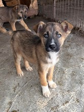 PUMA, Hund, Mischlingshund in München