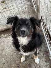 AIDEN, Hund, Mischlingshund in Rumänien