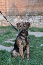 KENEI, Hund, Mischling in Ungarn