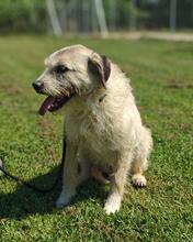 SPINOCCHIA, Hund, Mischlingshund in Italien