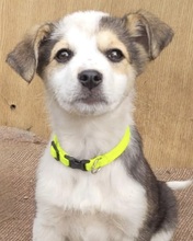 ELOISE, Hund, Mischlingshund in Rumänien