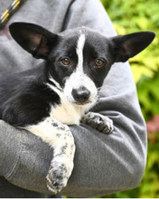 PAULINA, Hund, Mischlingshund in St. Ingbert