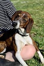 MIA, Hund, Segugio Italiano-Mix in Italien