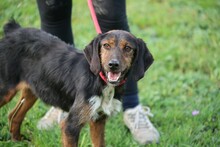 GIO, Hund, Segugio Italiano-Mix in Ganderkesee