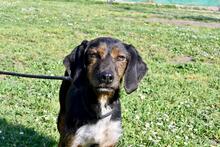 GIO, Hund, Segugio Mischling in Italien