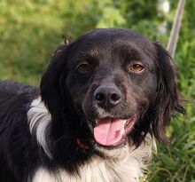 CHUCK, Hund, Epagneul Breton in Spanien