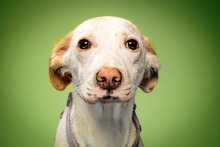 RISOTTO, Hund, Mischlingshund in Ungarn