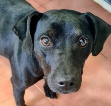 DALIA, Hund, Mischlingshund in Spanien