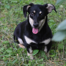 ESTHER, Hund, Mischlingshund in Ungarn