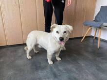 FUCHUR, Hund, Mischlingshund in Flensburg