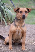 GEORGINA, Hund, Mischlingshund in Ungarn