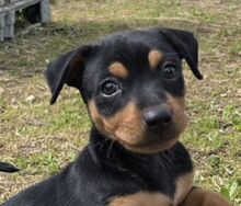HECTOR, Hund, Pinscher/Podenco Maneto - Mix in Spanien