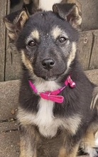 ELEA, Hund, Mischlingshund in Rumänien