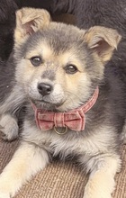 ELIAN, Hund, Mischlingshund in Rumänien