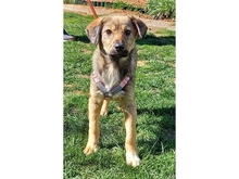 JELLYBEAN, Hund, Mischlingshund in Adelsdorf