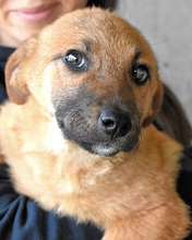 MIVELLE, Hund, Mischlingshund in Italien