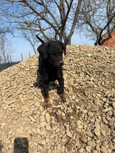 SKY, Hund, Mischlingshund in Hamburg