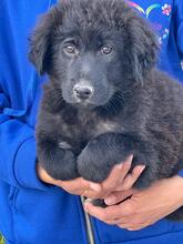 EVAN, Hund, Mischlingshund in Herxheim