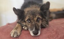 JUNI, Hund, Mischlingshund in Hamburg