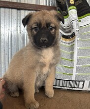 KARDAMOM, Hund, Mischlingshund in Rumänien