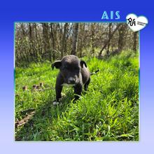 AIS, Hund, Mischlingshund in Bulgarien