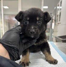 ROSMARY, Hund, Mischlingshund in Rumänien