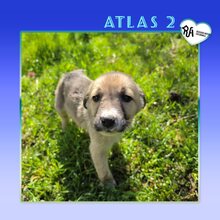 ATLAS2, Hund, Mischlingshund in Bulgarien