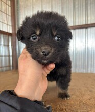 GINGER, Hund, Mischlingshund in Rumänien