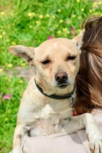JENNY, Hund, Mischlingshund in Schweinfurt
