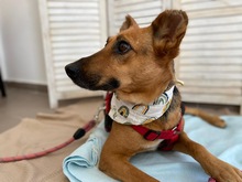 KANELA, Hund, Affenpinscher in Seelze