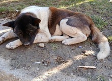 HUGO, Hund, Akita Inu in Kelsterbach