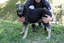 BIGGY, Hund, Schnauzer-Mix in Ungarn