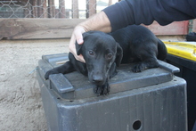 BUFFY, Hund, Golden Retriever-Mix in Östringen