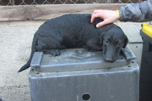 BELINDA, Hund, Golden Retriever-Mix in Östringen