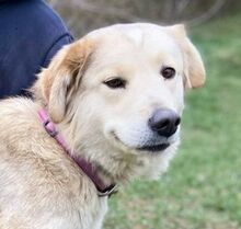 HENY, Hund, Mischlingshund in Slowakische Republik