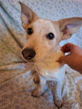 MZI, Hund, Mischlingshund in Raubling