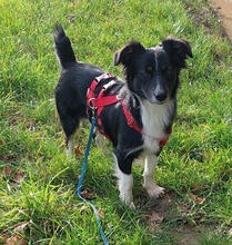 GLOTTI, Hund, Mischlingshund in Mönchengladbach