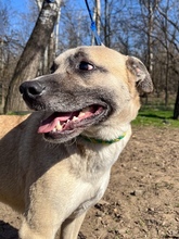 NYÜZSI, Hund, Mischlingshund in Unterhaching